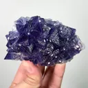 specimen video