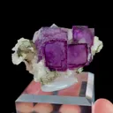 specimen video
