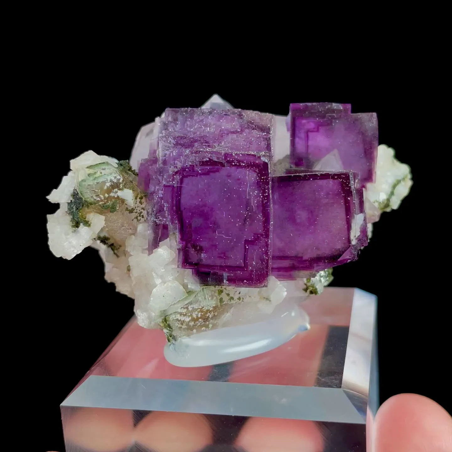 specimen video