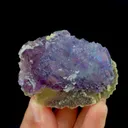specimen video