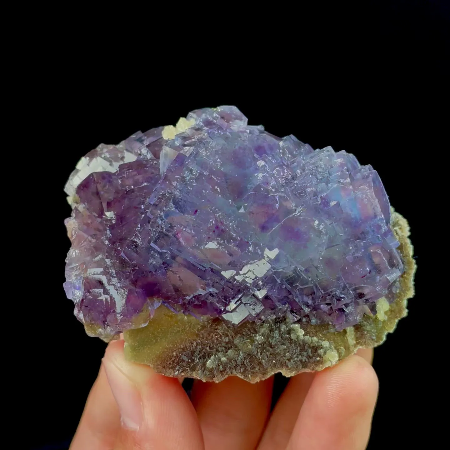specimen video