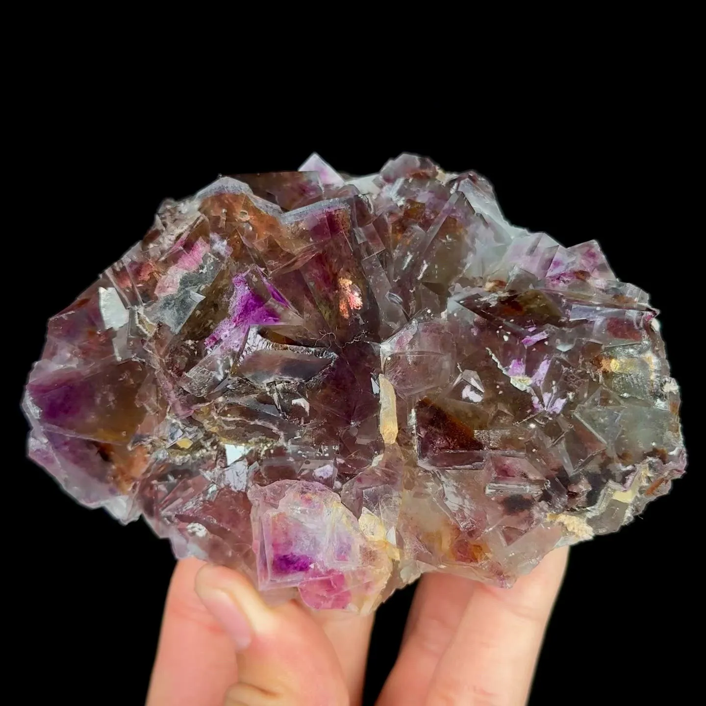 specimen video