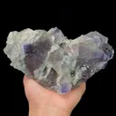 specimen video
