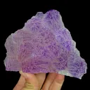 specimen video