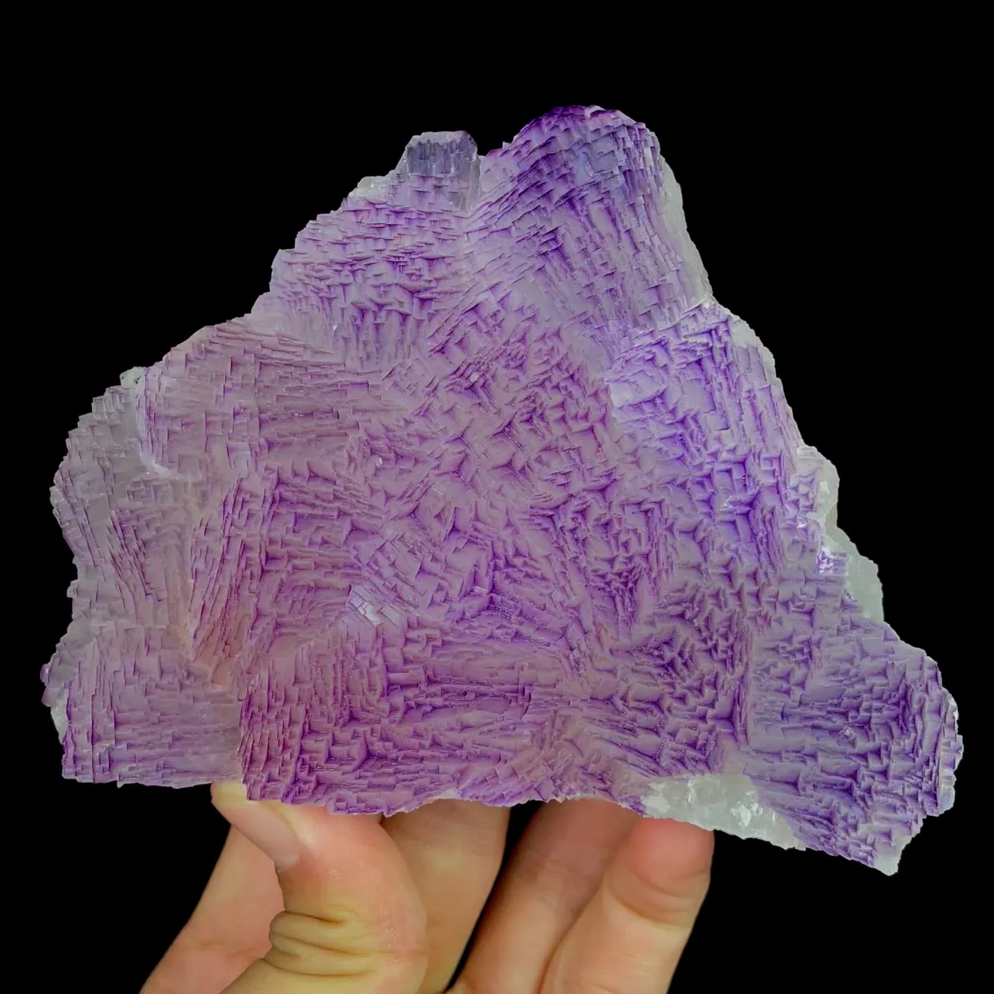 specimen video