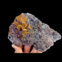 specimen video