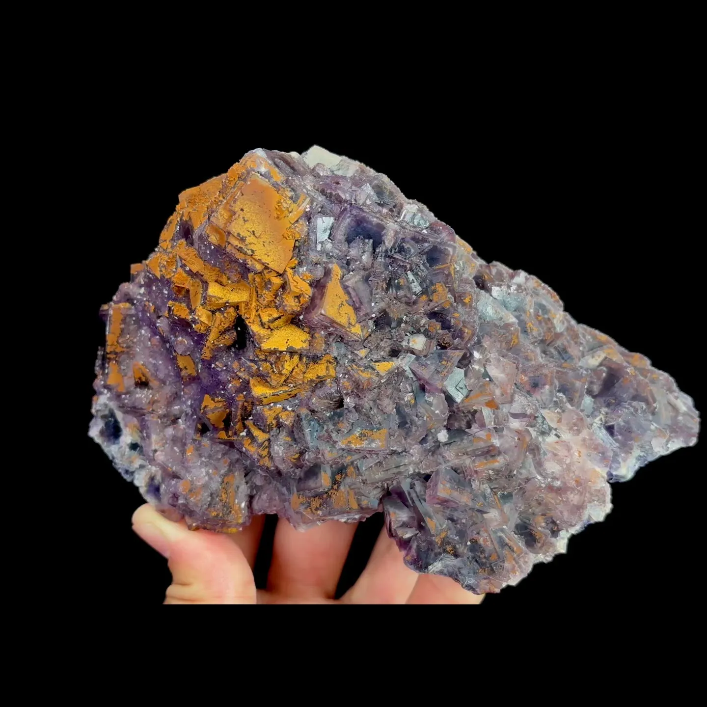 specimen video