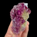 specimen video