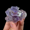 specimen video