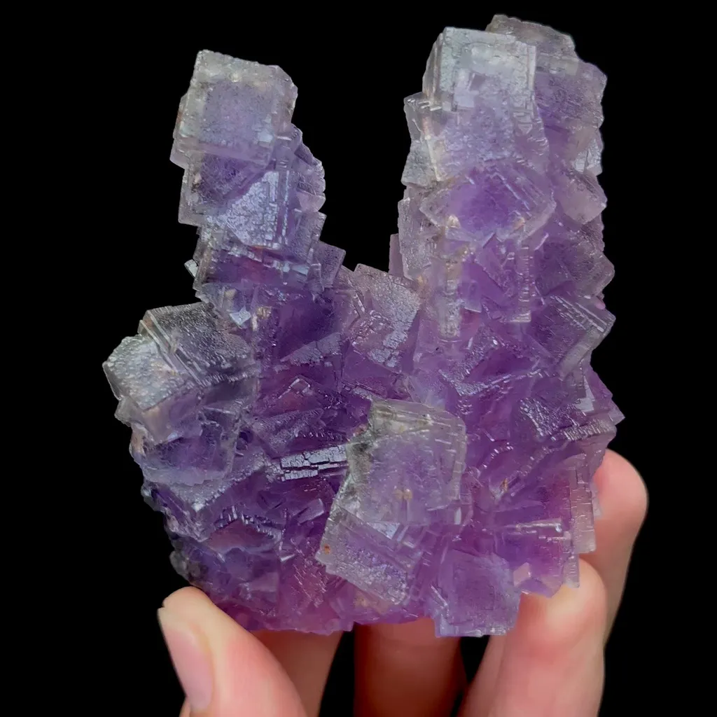 specimen video