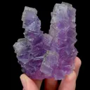specimen video