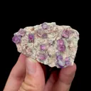 specimen video