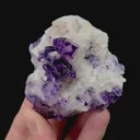 specimen video