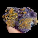 specimen video
