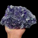 specimen video