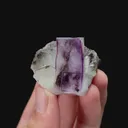 specimen video