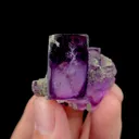specimen video