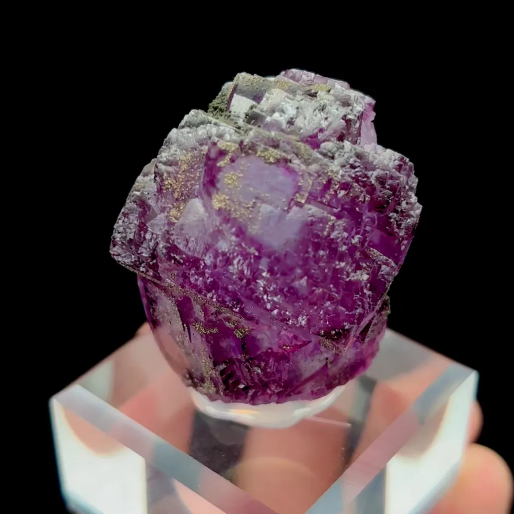 specimen video
