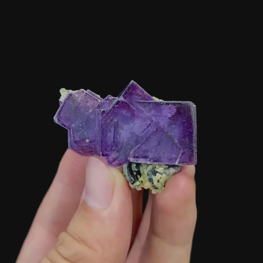 specimen video