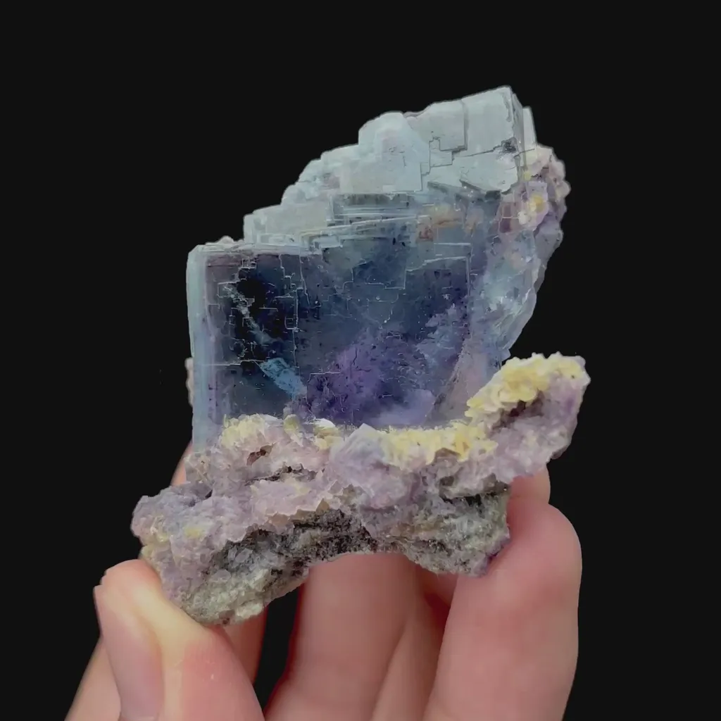 specimen video