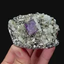 specimen video