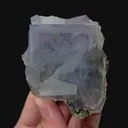 specimen video