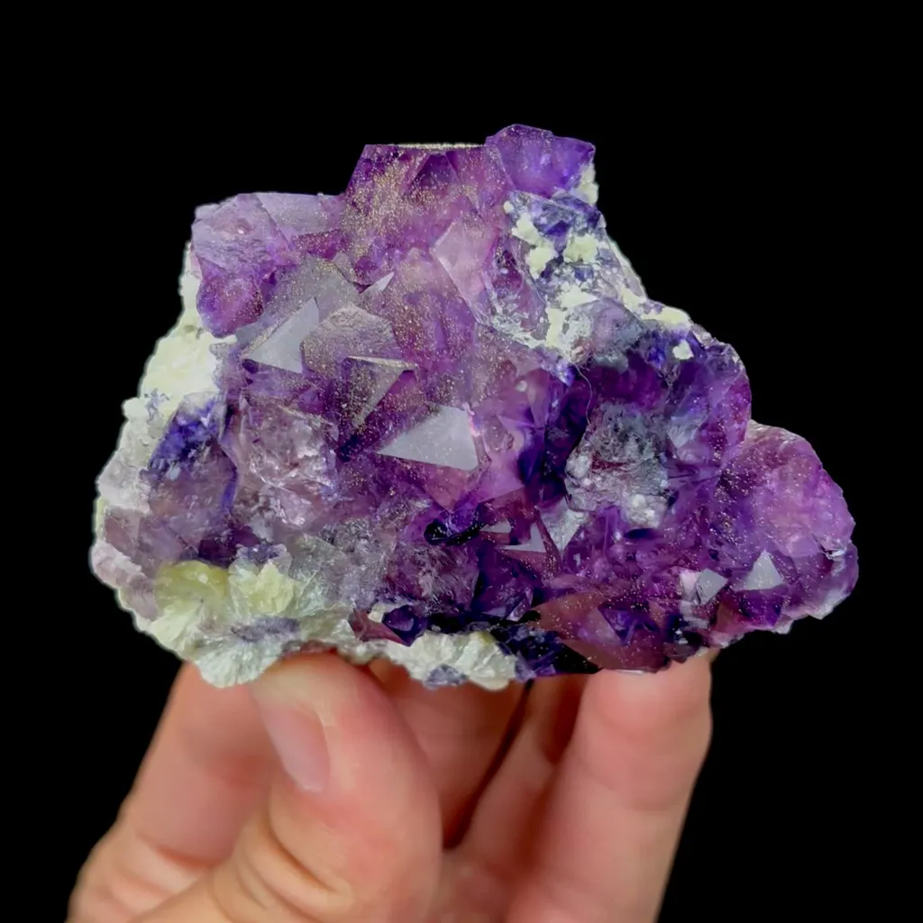 specimen video