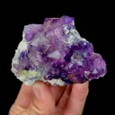 specimen video