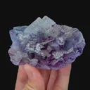 specimen video