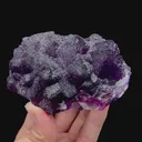specimen video