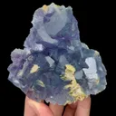 specimen video