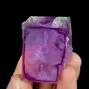 specimen video