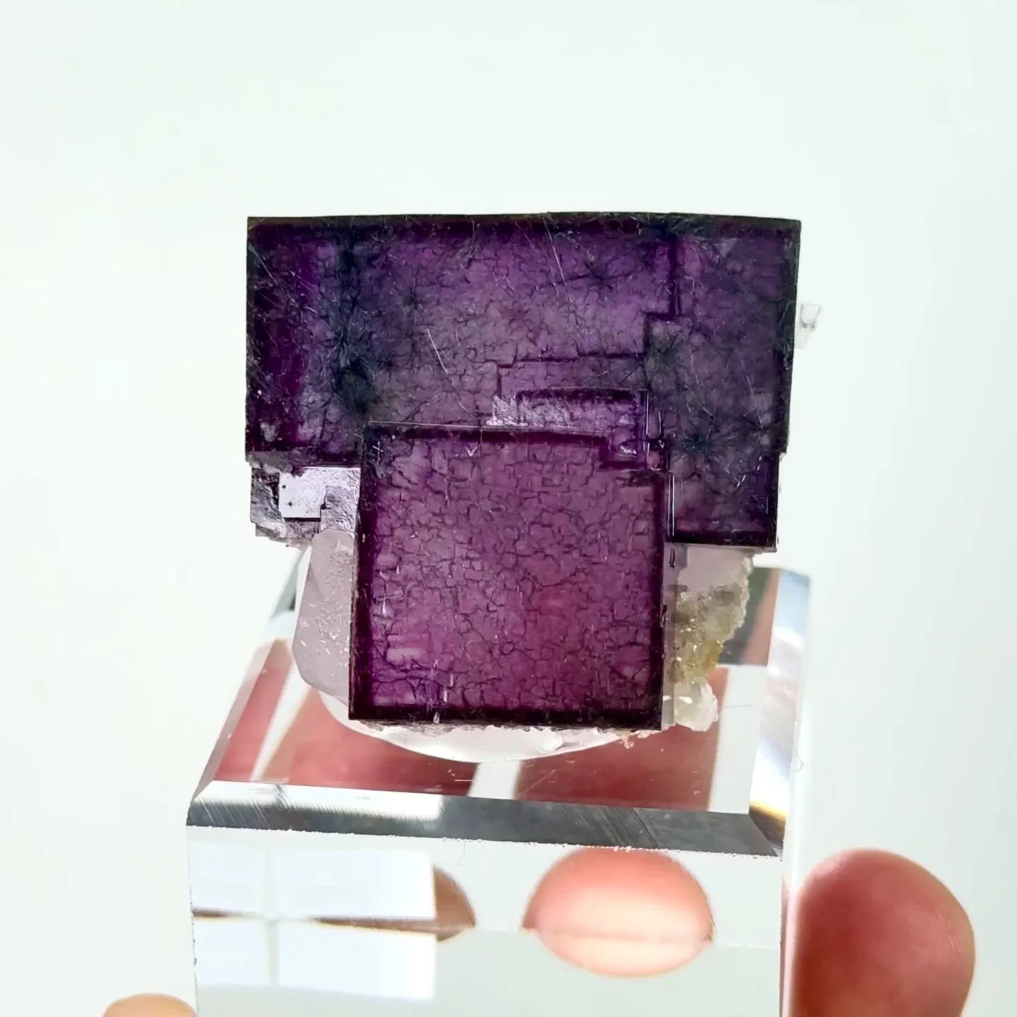 specimen video