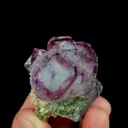 specimen video