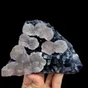 specimen video