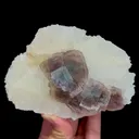specimen video