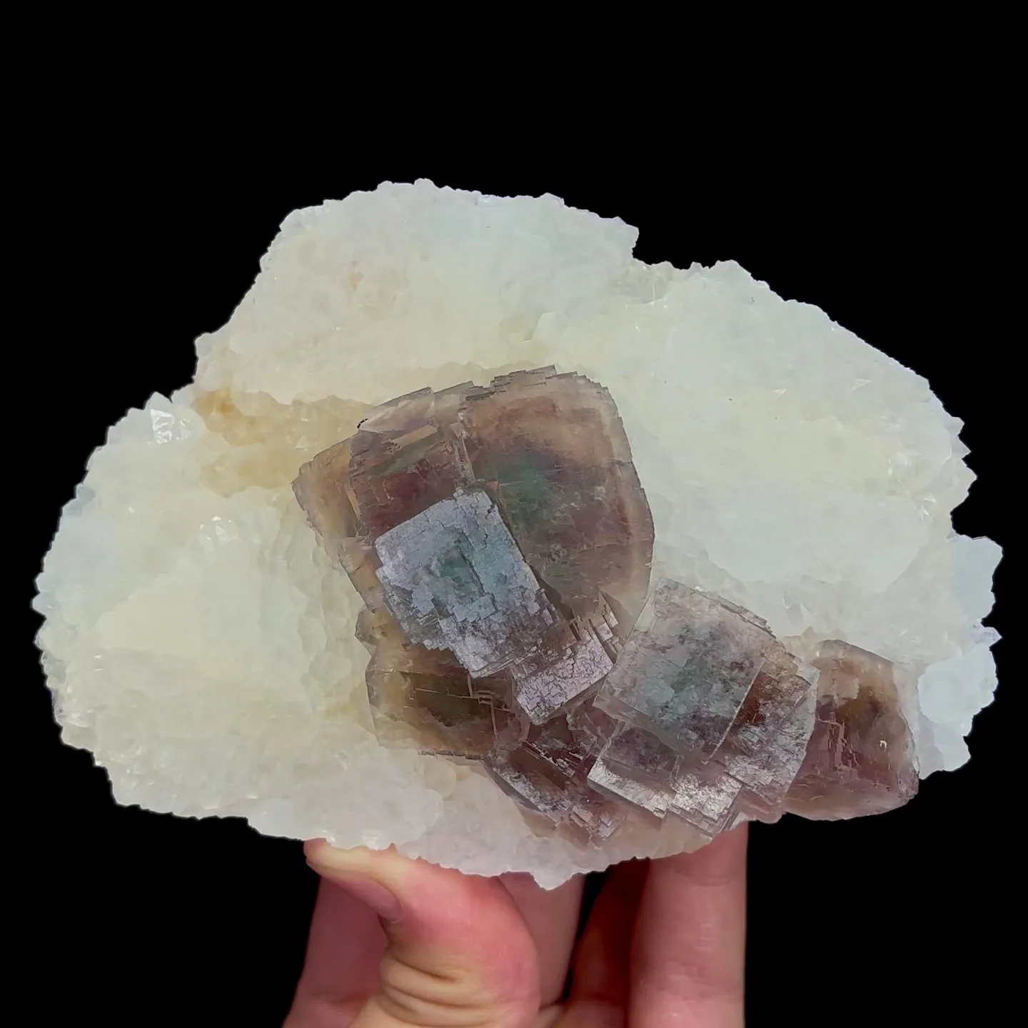 specimen video