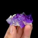 specimen video