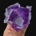 specimen video