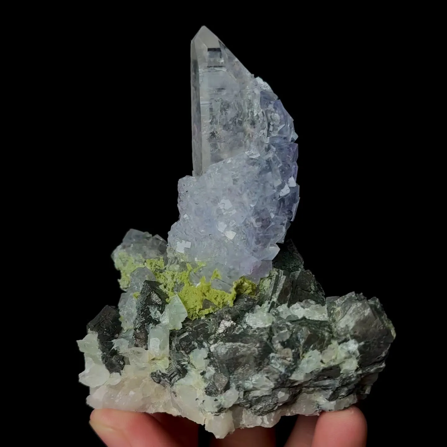 specimen video