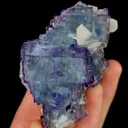 specimen video
