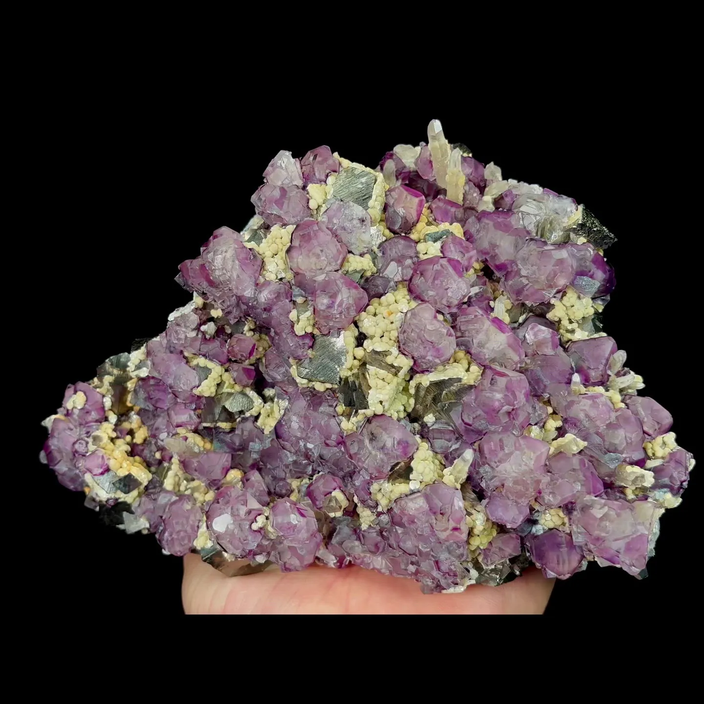 specimen video