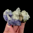 specimen video