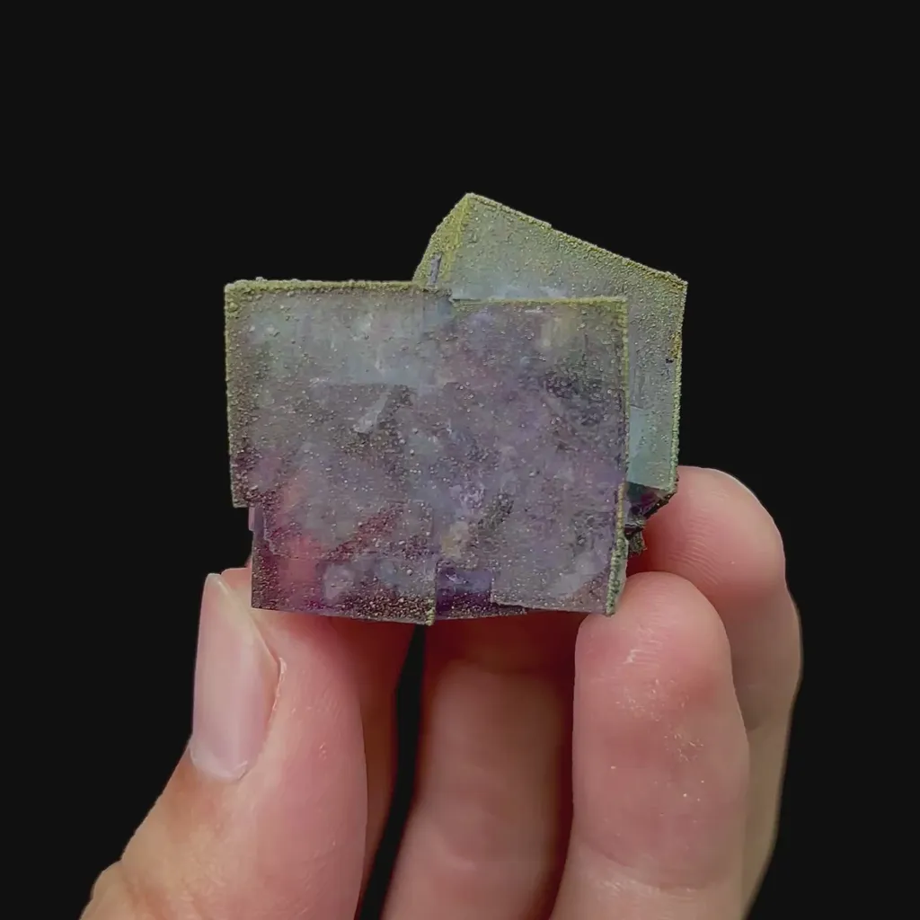 specimen video