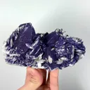 specimen video