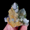 specimen video