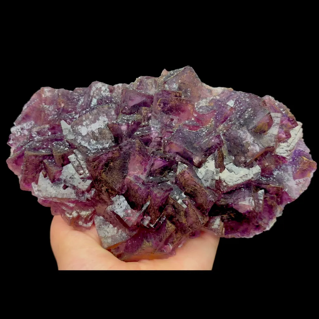 specimen video