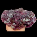 specimen video