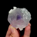 specimen video