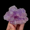 specimen video